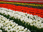 Plants and Flowers Gallery